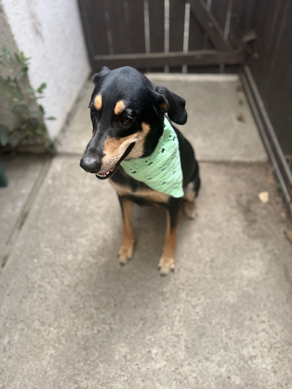 Pet Bandana