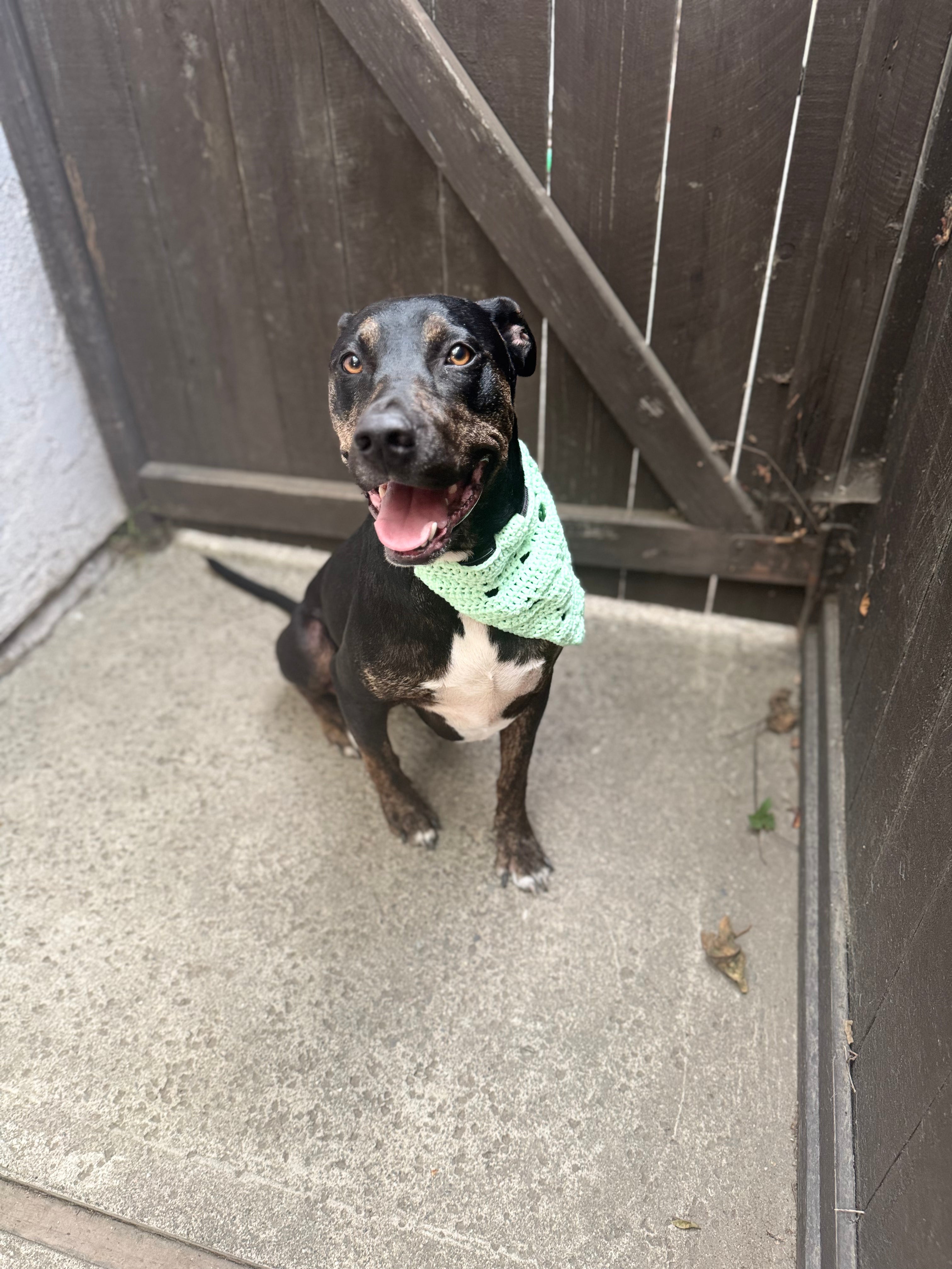 Pet Bandana